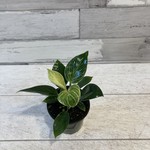 Philodendron Birkin 4"