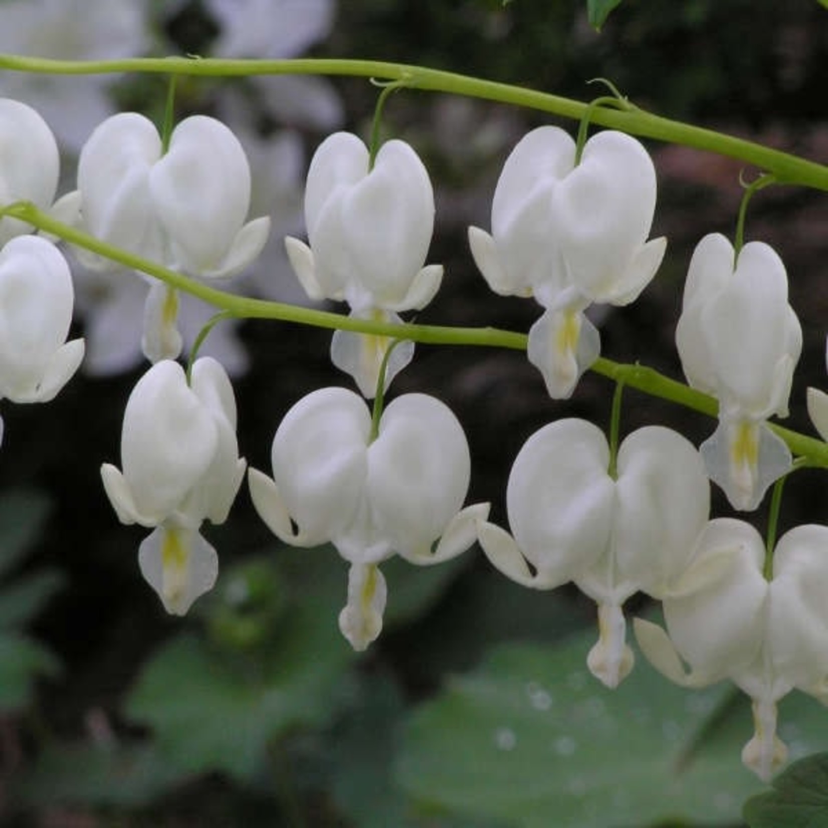 Dicentra s  Alba  Old Fashioned Bleeding Heart 1G