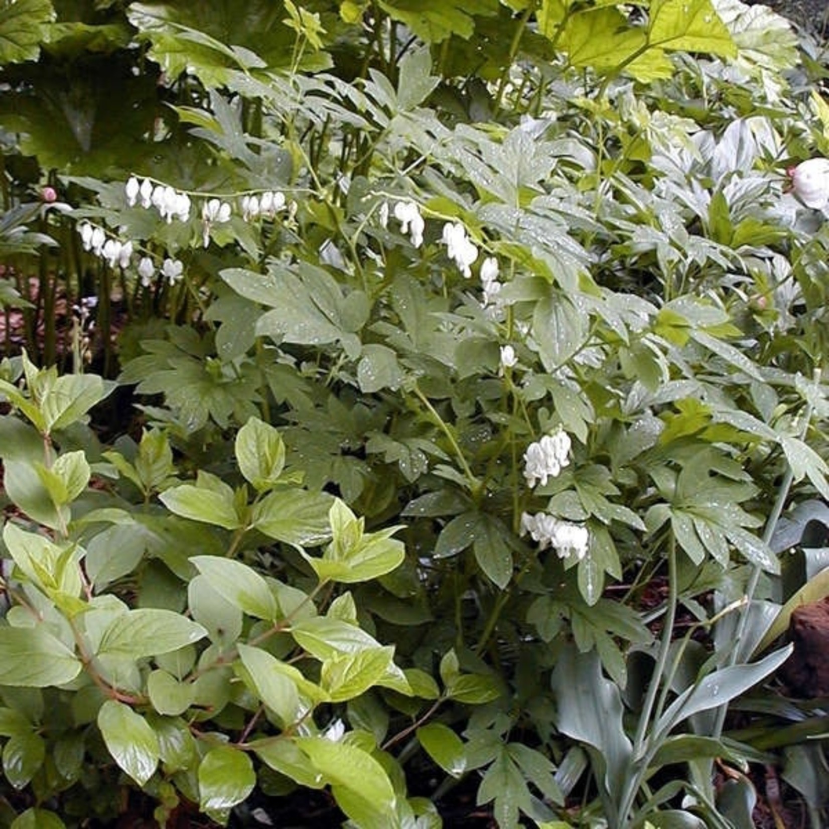 Dicentra s  Alba  Old Fashioned Bleeding Heart 1G