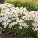 Leucanthemum s Spun Silk PW  8Pot