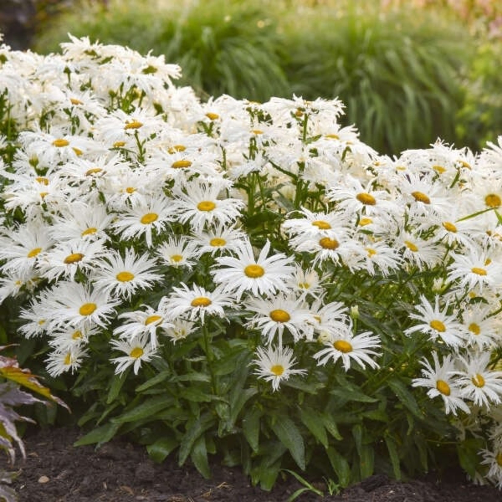 Shasta Daisy Spun silk 8" Pot