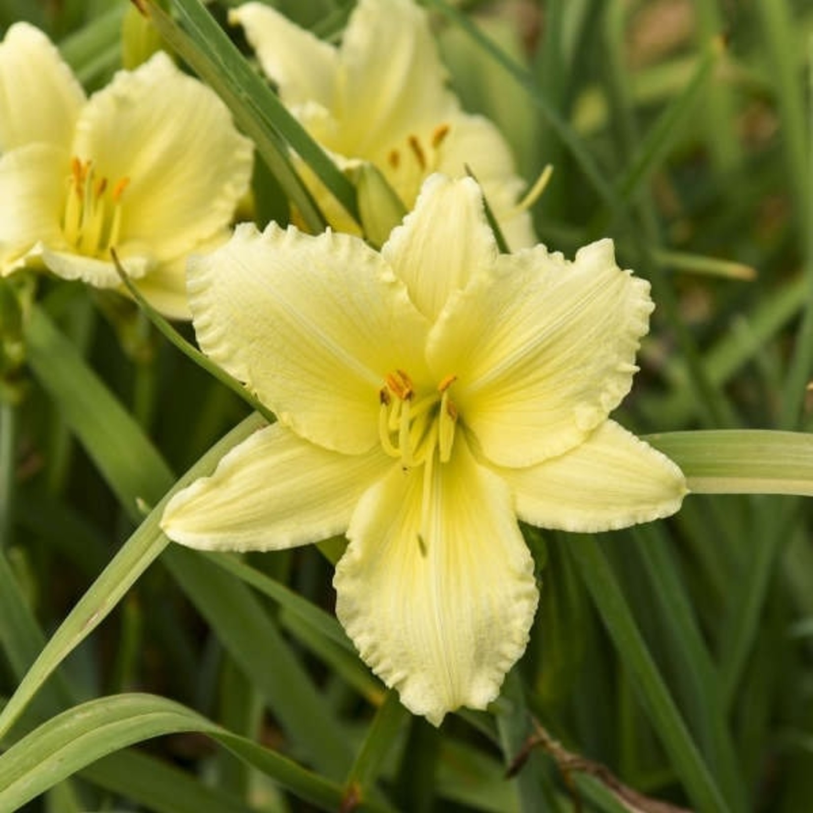 Daylily - Big Time Happy 1G