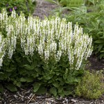 Salvia - Snow Hill 1G