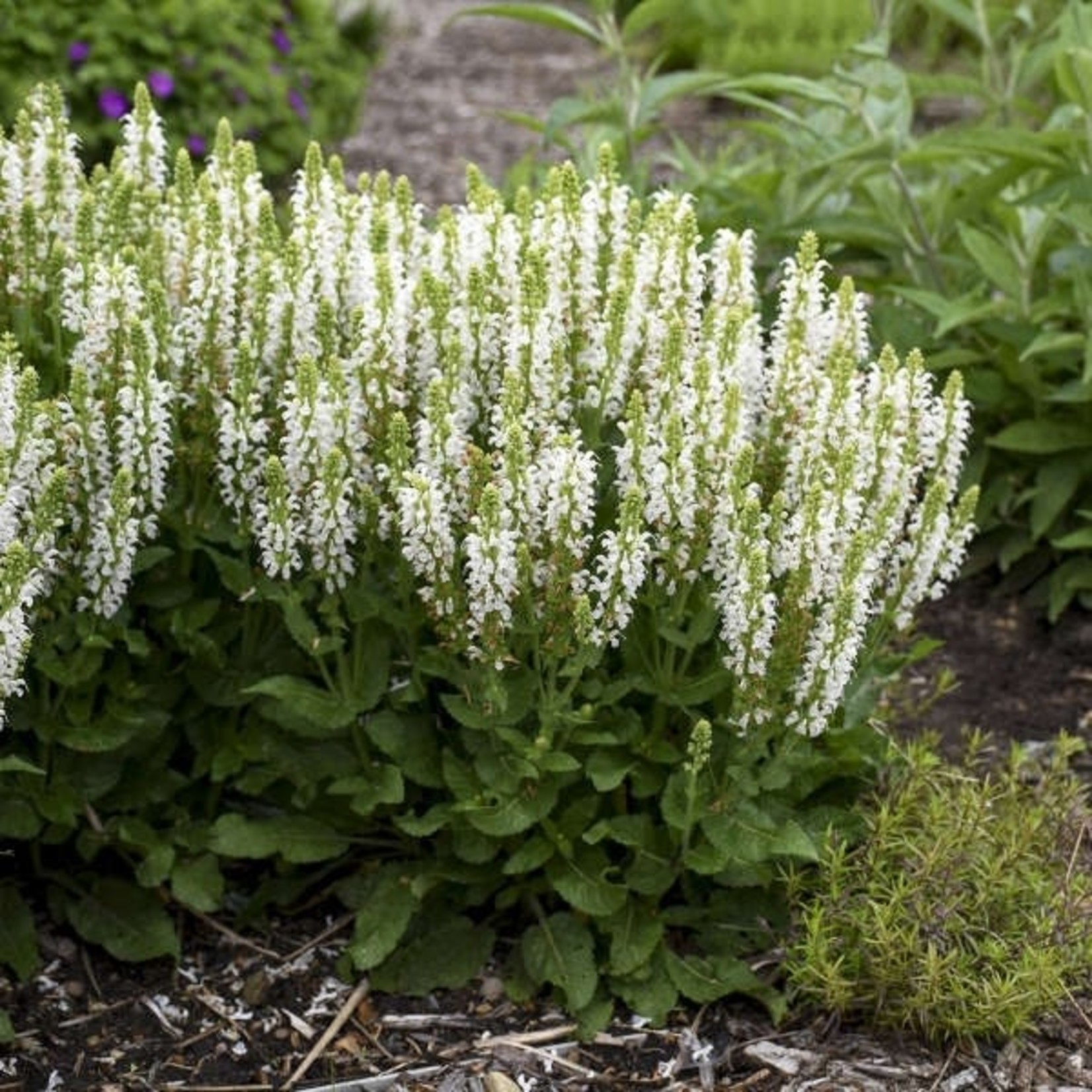 Salvia - Snow Hill 1G