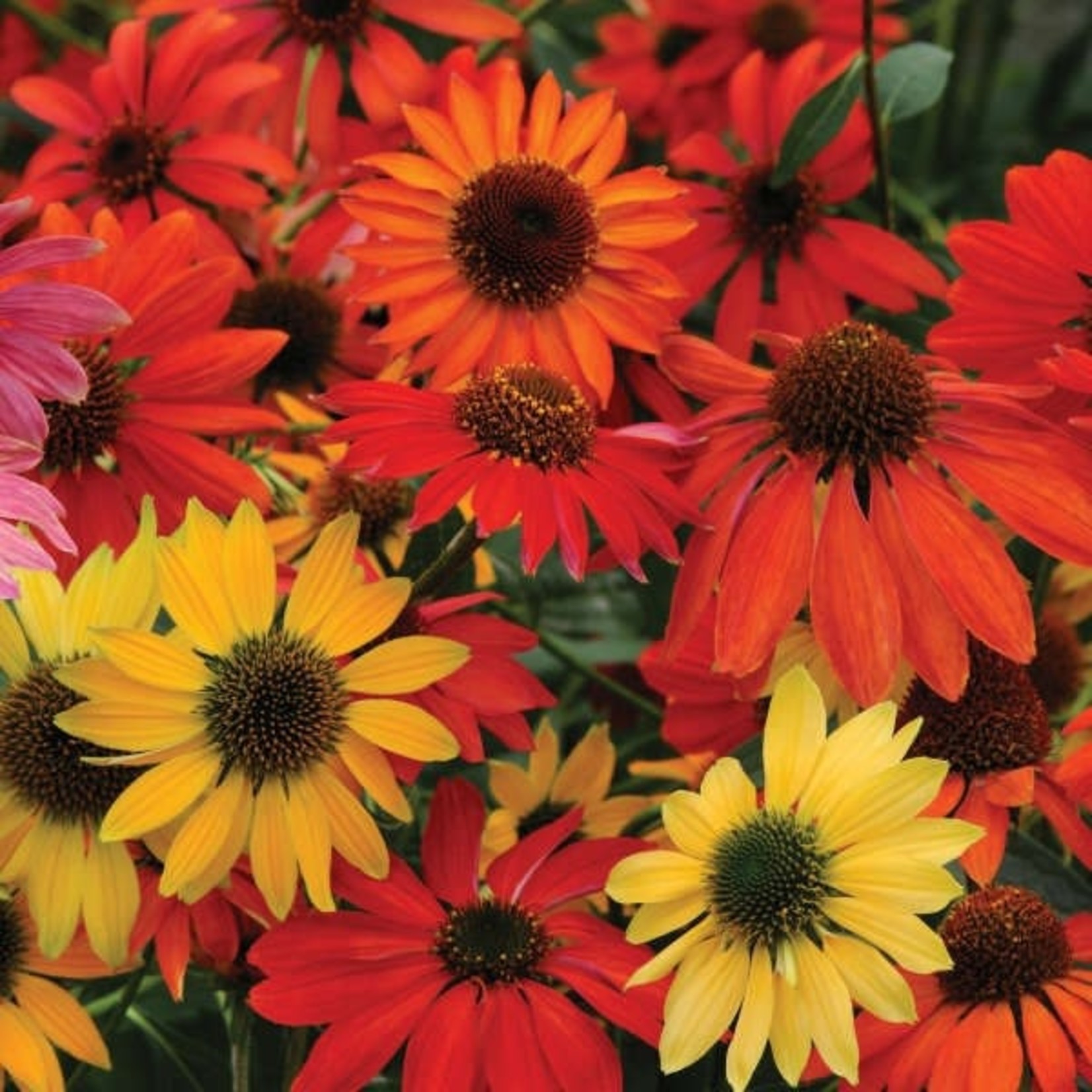 Coneflower Cheyenne Spirit 1Gal.