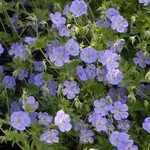 Geranium Rozanne 1G