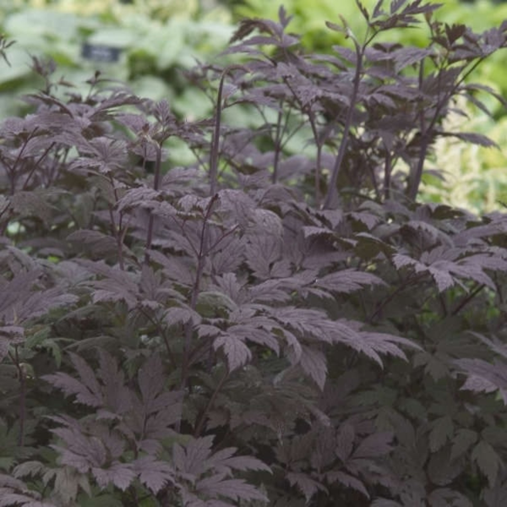 Bugbane - Hillside Black Beauty 1G