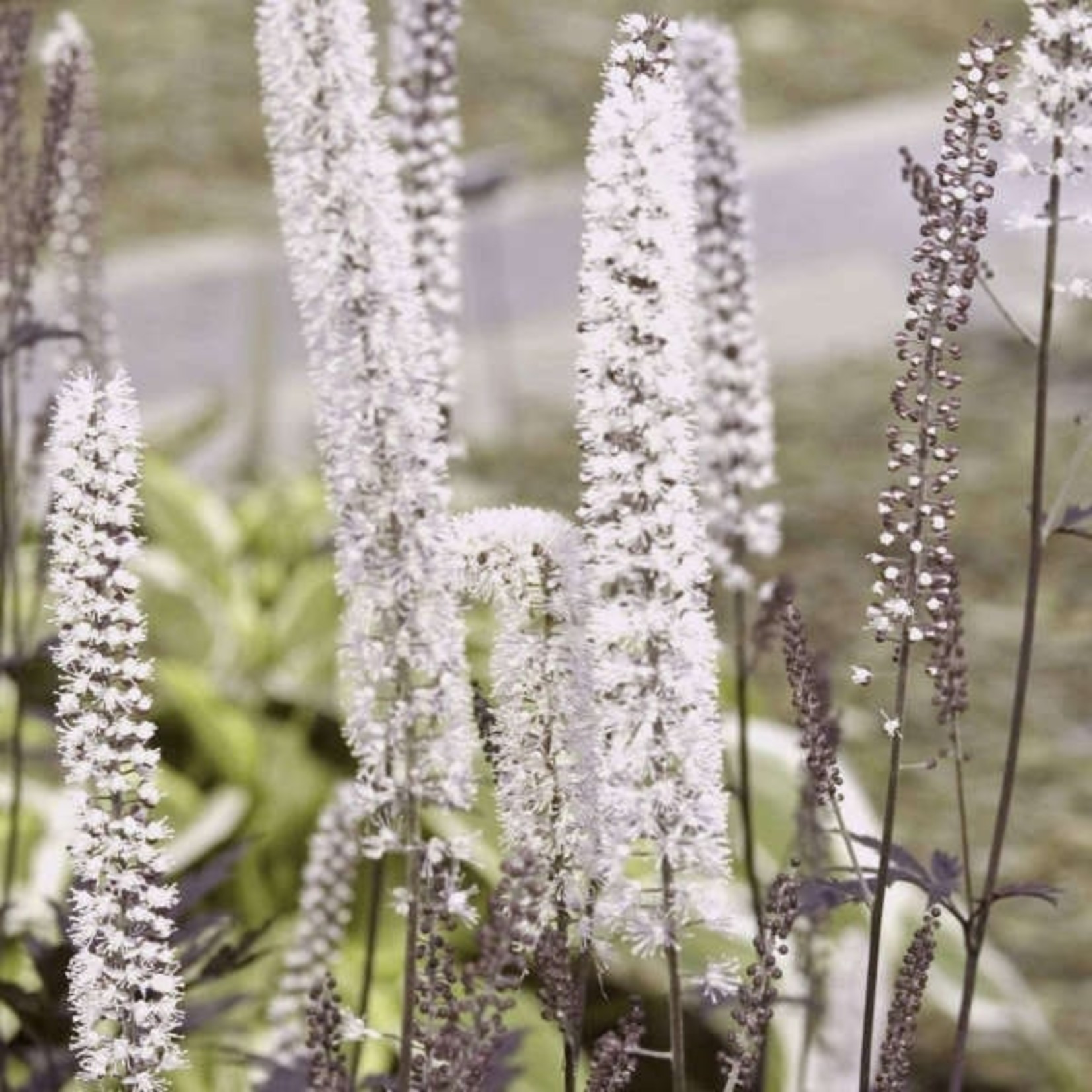 Bugbane - Hillside Black Beauty 1G