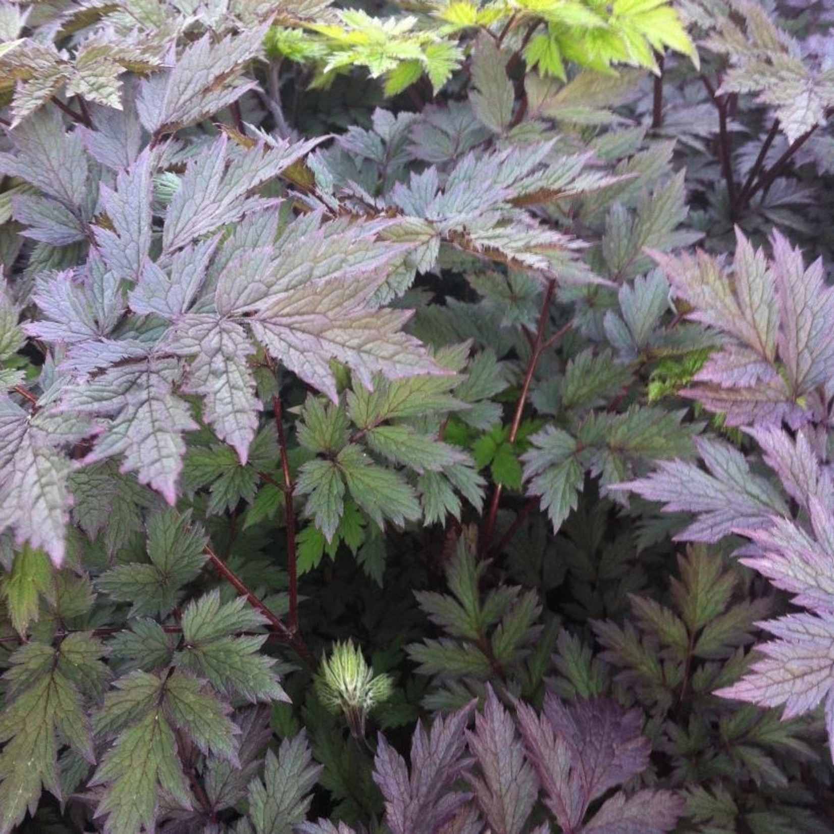 Bugbane - Pink Spike 1G