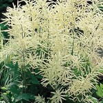 Goat's Beard 1G