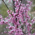 Eastern Redbud Forest Pansy TF  200cm  BB