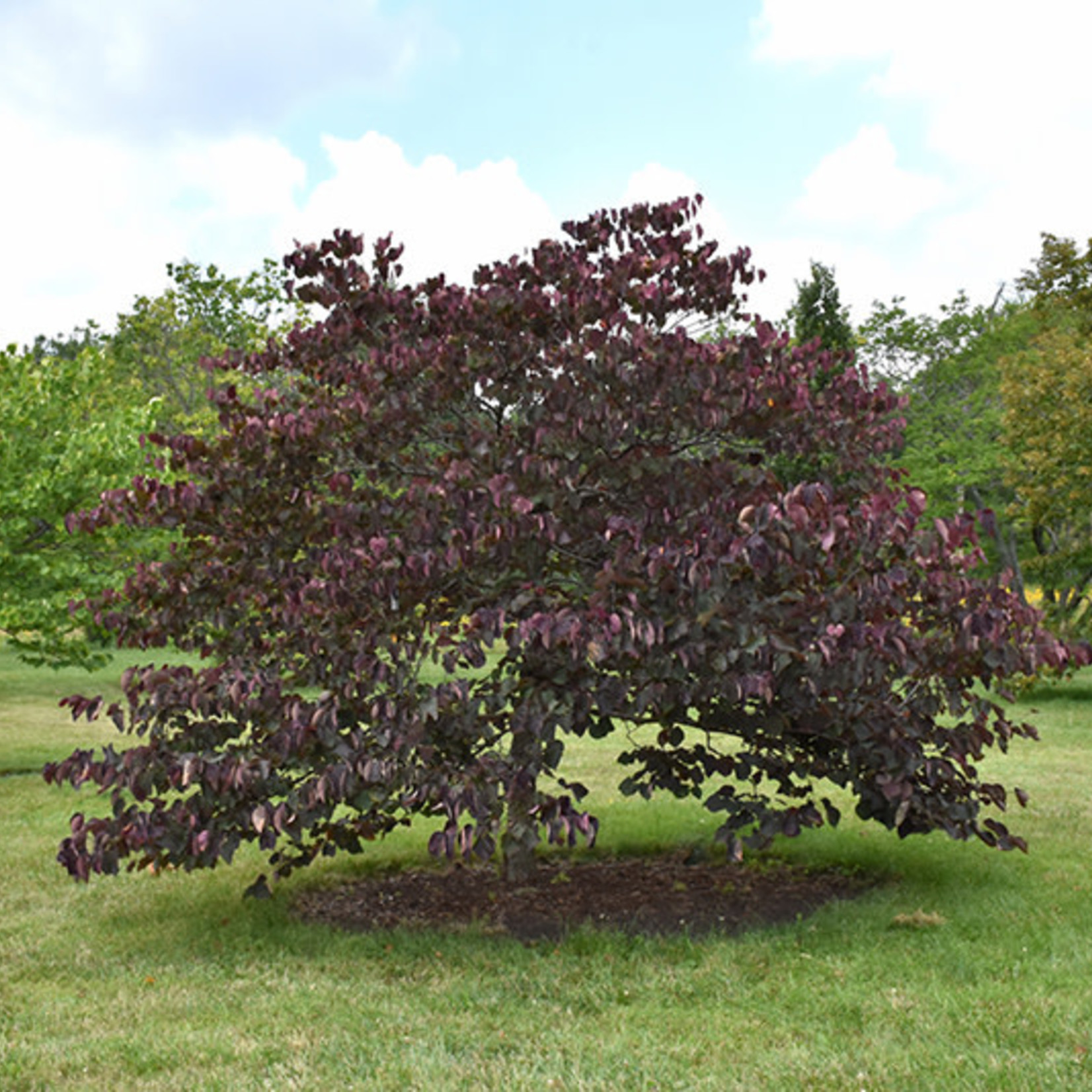 Eastern Redbud Forest Pansy TF 200cm BB