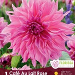Van Noort Dahlia Dinnerplate Cafe au Lait Rose Pkg 1