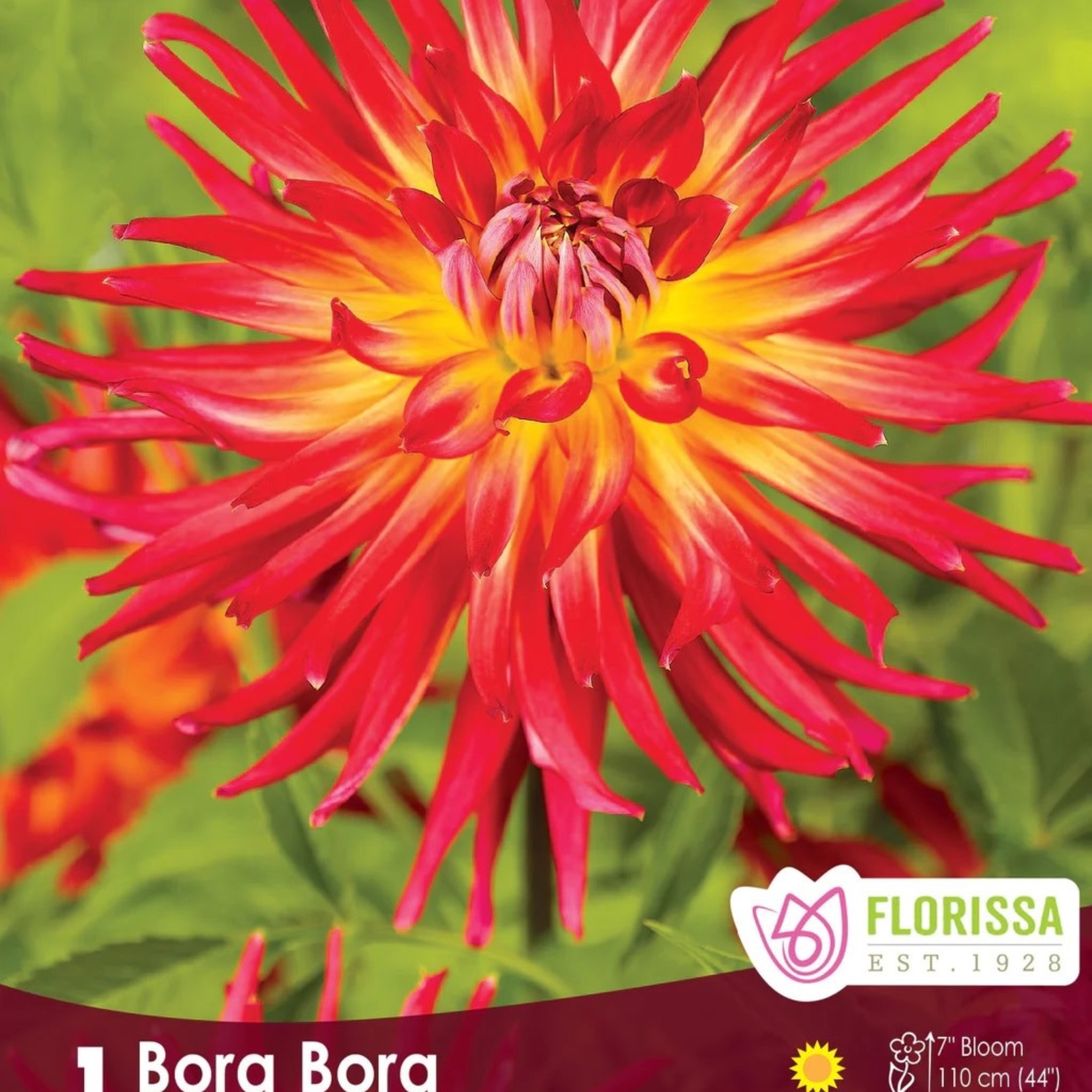 Van Noort Dahlia - Fringed Bora Bora Bulb 1/Pkg