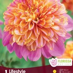 Van Noort Dahlia -Anemone LifeStyle  1/Pkg