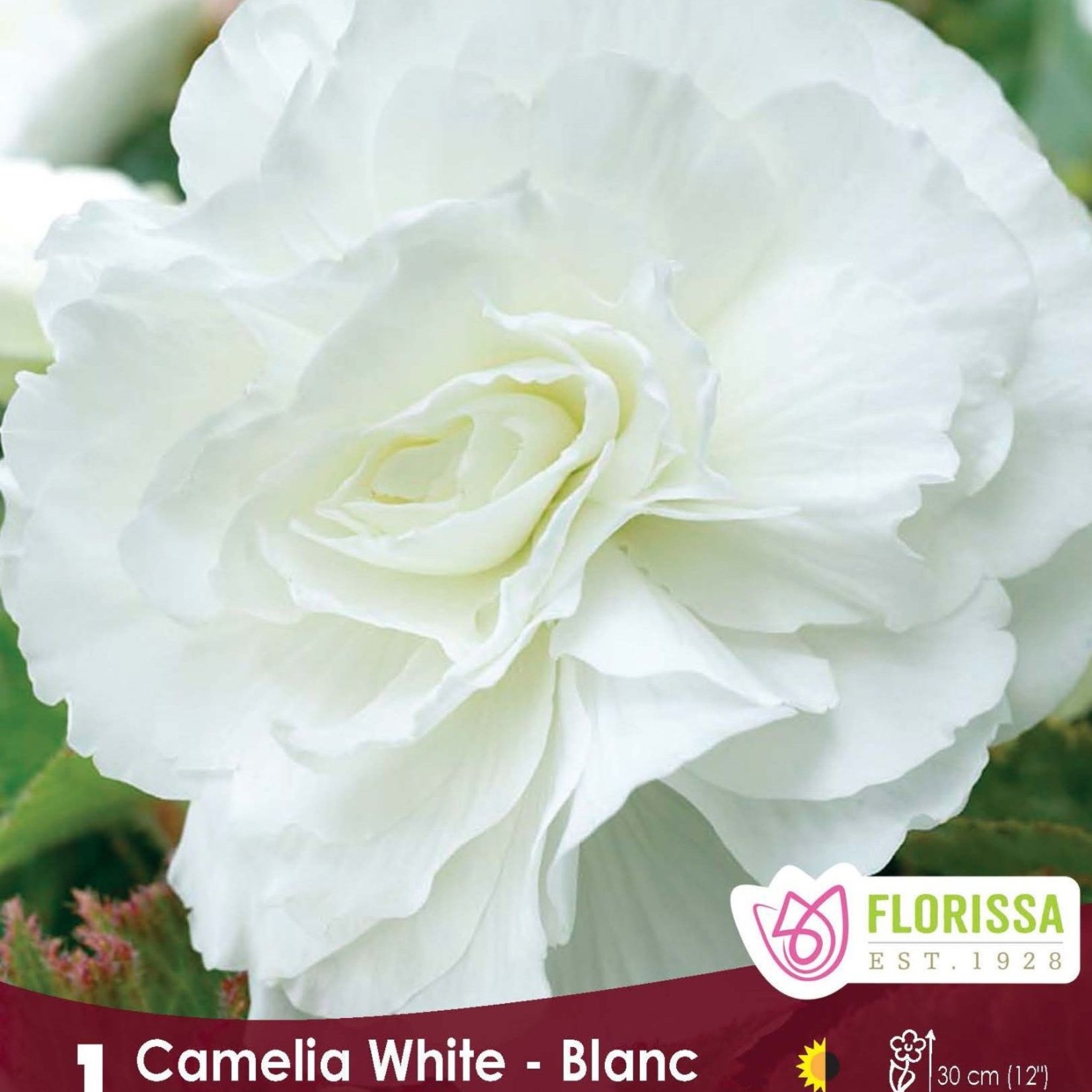 Van Noort Double Begonia ' Camelia White' 1/Pkg.