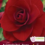Van Noort Double Begonia ' Camelia Red' 1/Pkg.