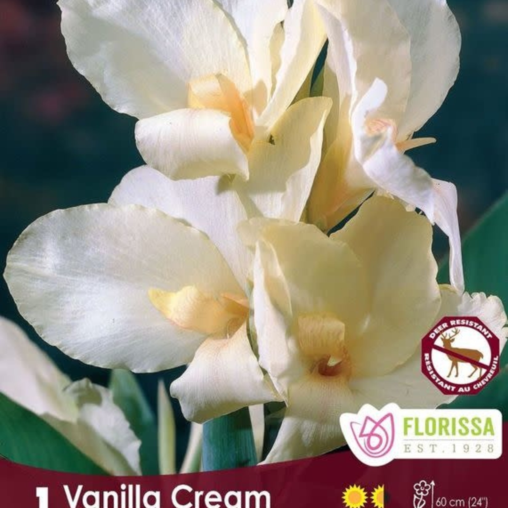Van Noort Canna  - Vanilla Cream  Pkg 1