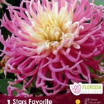 Van Noort Fringed Dahlia - Stars Favorite Pkg1