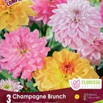 Van Noort Dahlia Champagne Brunch  Companion  PKG 3