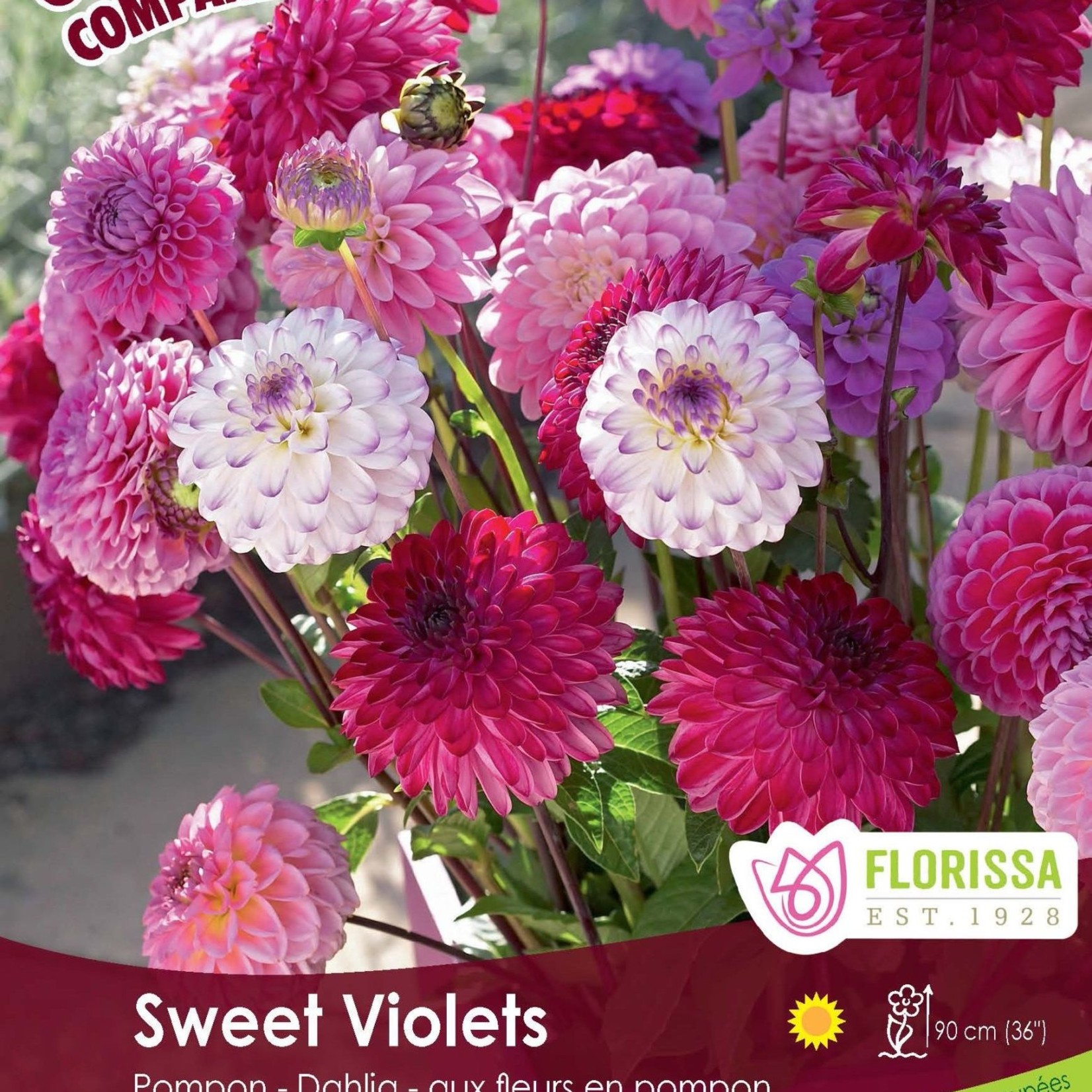 Van Noort Dahlia Sweet Violets 3/Pkg