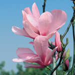 Saucer Magnolia Galaxy TF 7G (pink)