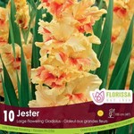 Van Noort Dutch Gladiolus - Jester 8/Pkg Jumbo