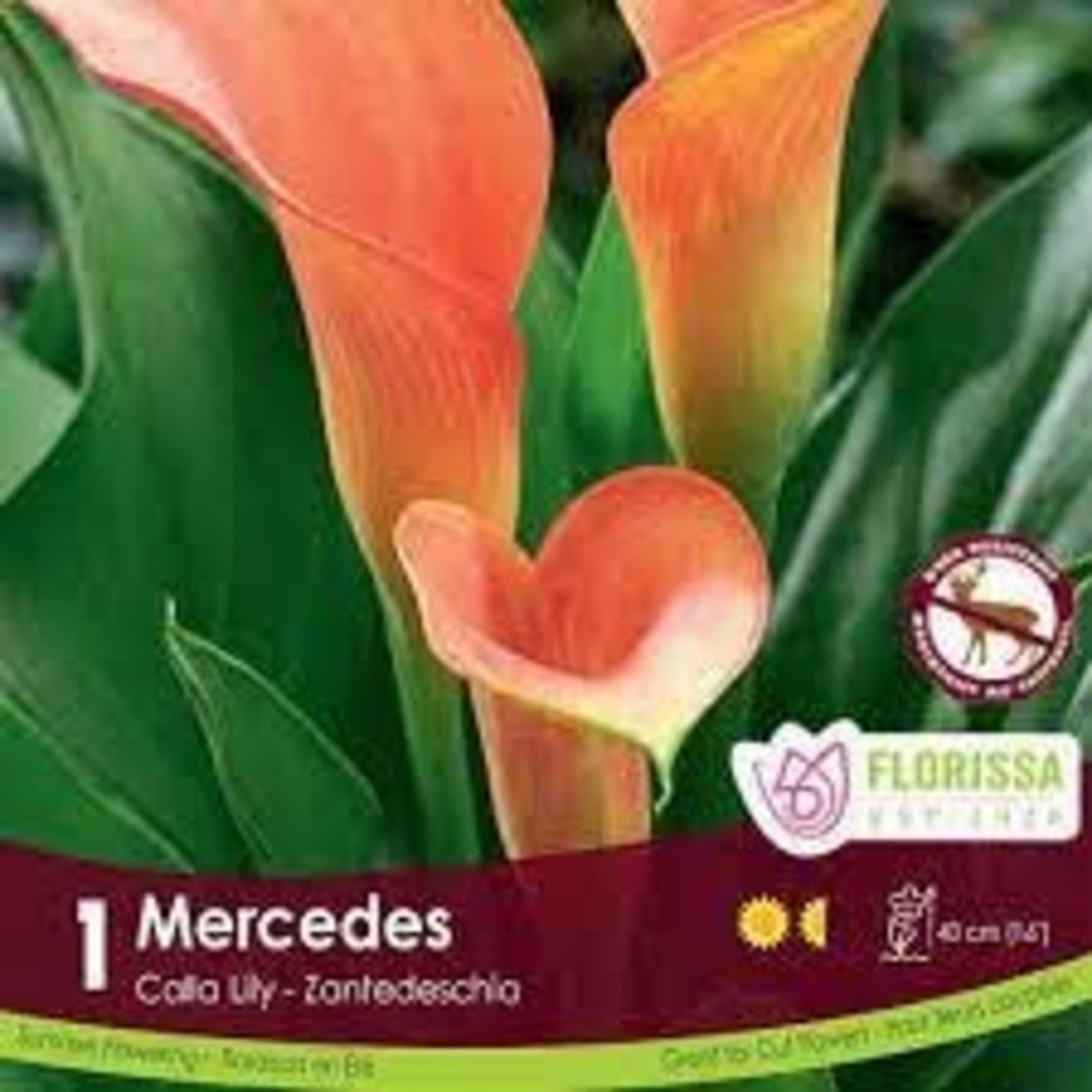 Van Noort Calla Lily - Mercedes 1/Pkg.