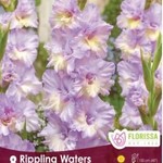 Van Noort Gladiolus - Novelty Dutch Rippling Waters 8/Pkg.