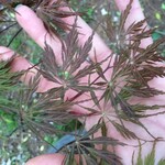 Japanese Maple  Tamukeyama 80cm / 5G