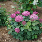 Annabelle Hydrangea Mini Mauvette 2G