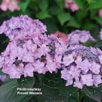 Proven Winners Big Leaf Hydrangea Let's Dance Can Do 2G