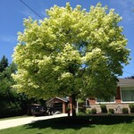 Norway Maple Harlequin 7G