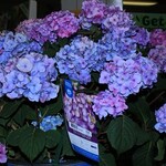 Big Leaf Hydrangea  Endless Summer Bloomstruck 2G