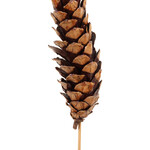 Strobus Cones Natural - Bulk