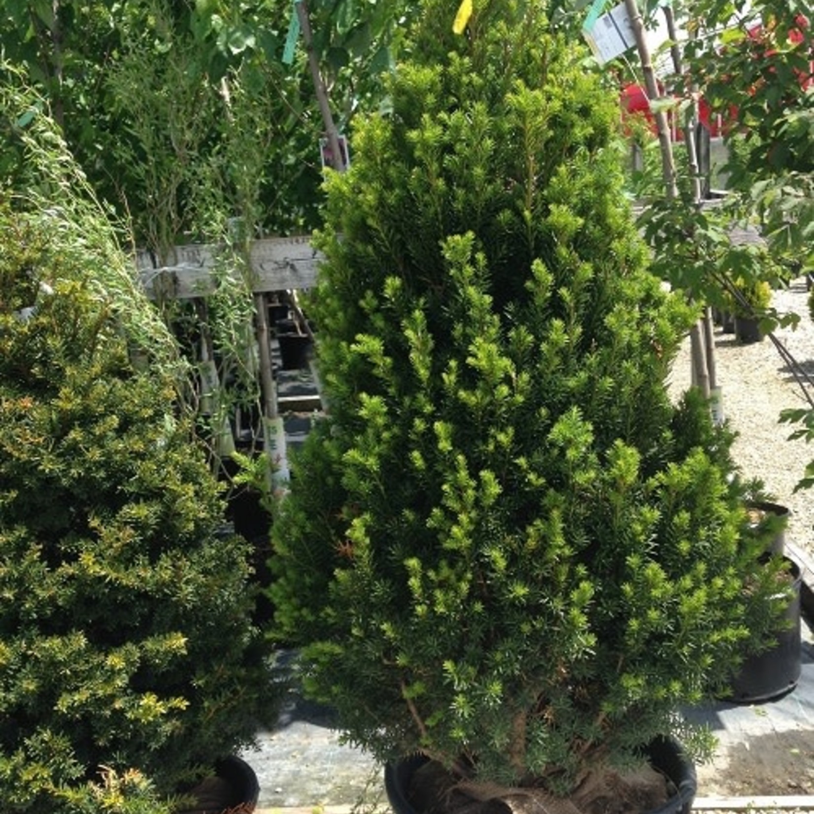 Japanese Yew Pyramidal Clipped 110cm