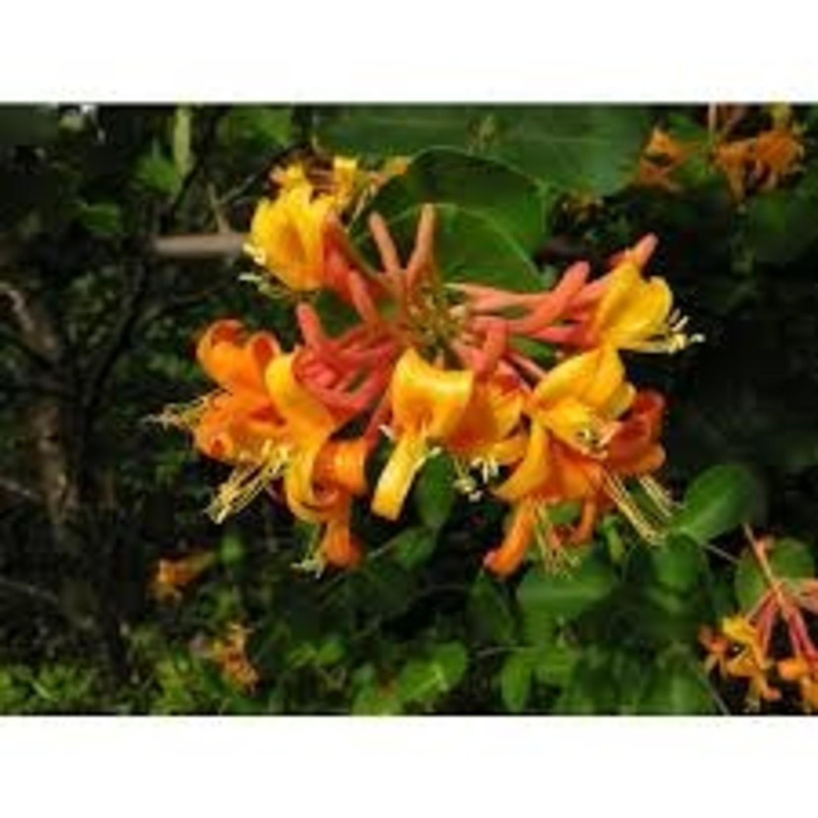 Lonicera tragophylla x sempervirens Mandarin Honeysuckle Staked 1G