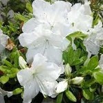 Azalea Girard's Pleasant White 2G