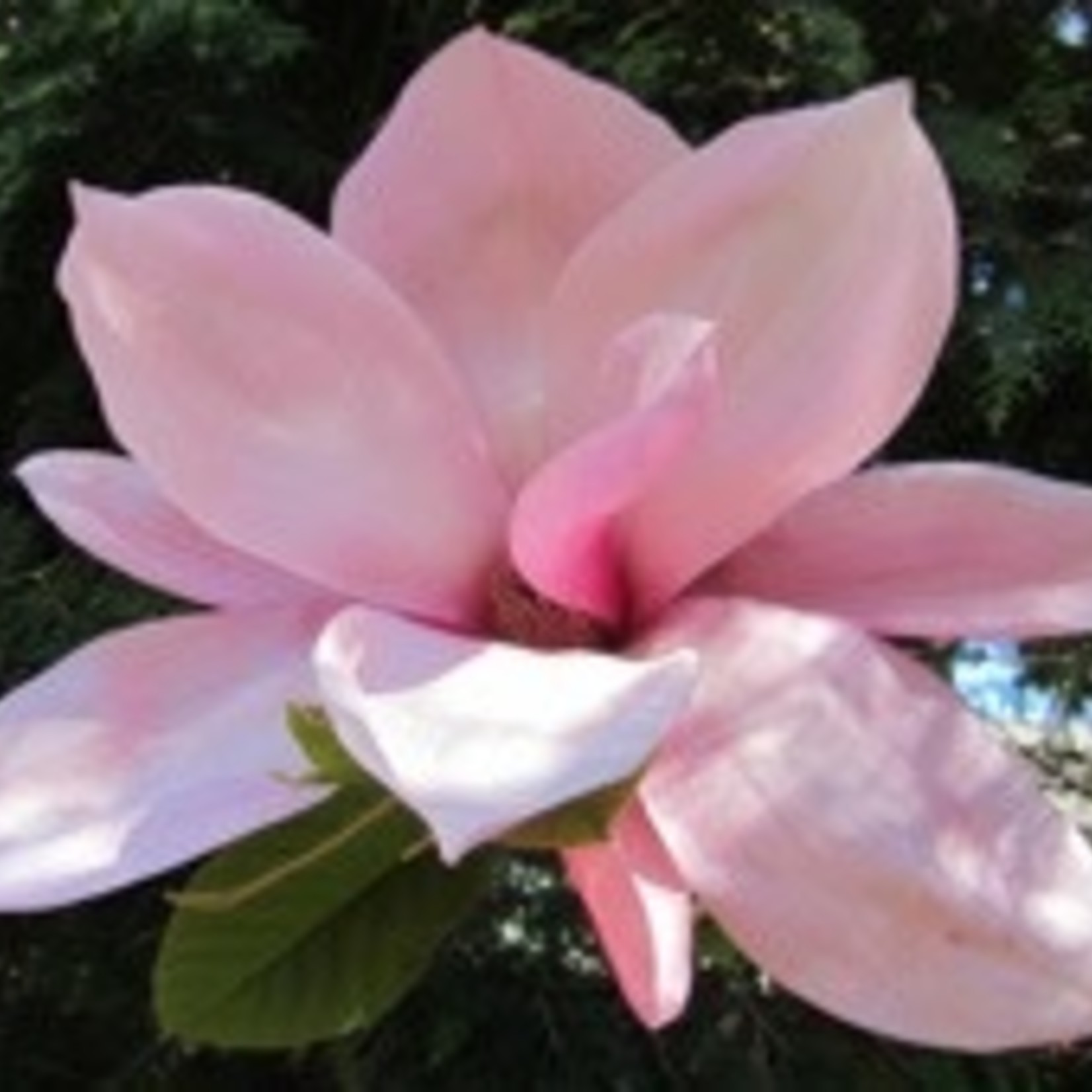 Magnolia  Blushing Belle 7G