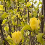 Magnolia Yellowbird 110CM / 5G