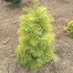 Fir Silver Wintergold 6G