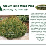 Pine Mugo Slowmound 3G