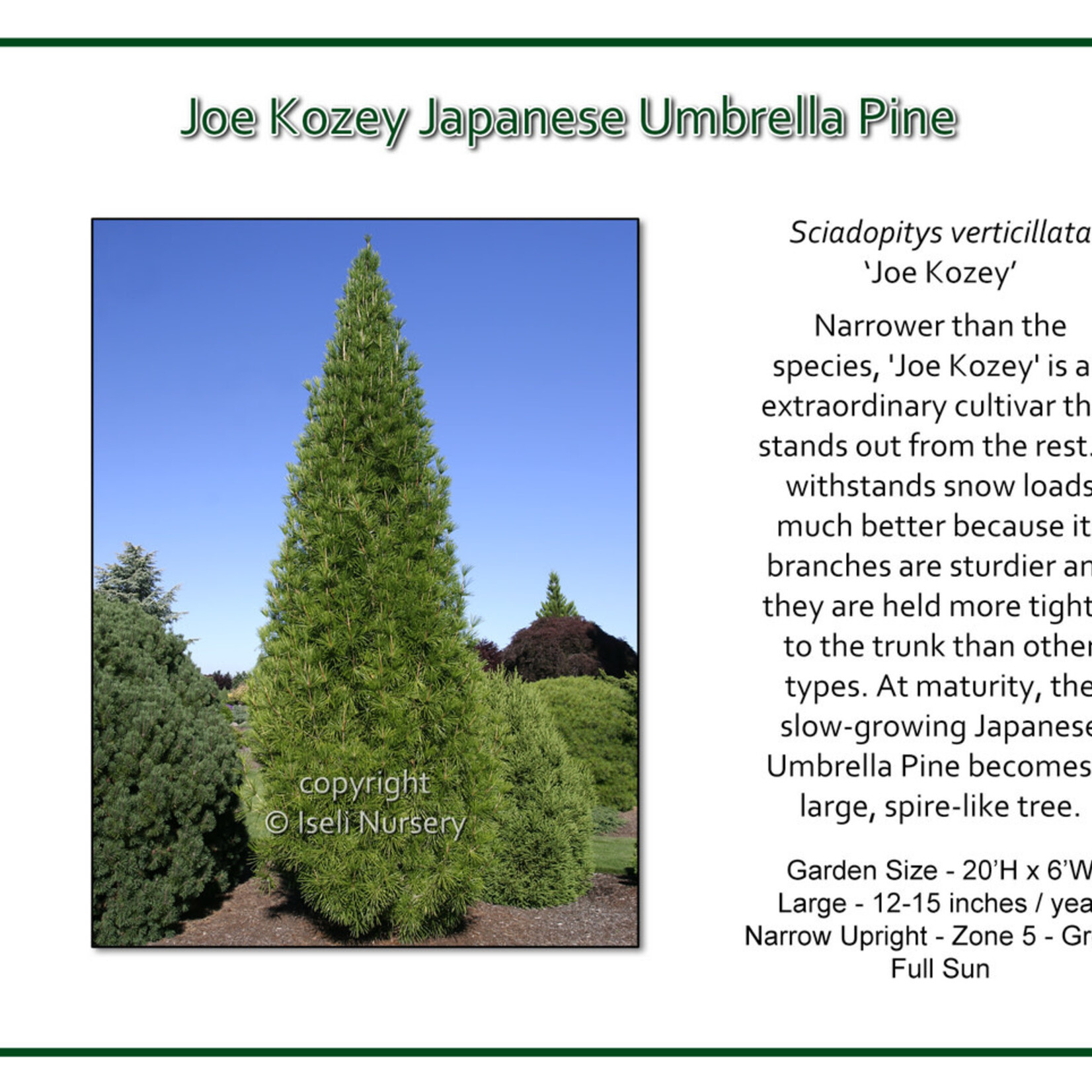 Pine Japanese Umbrella Joe Kozey 6G