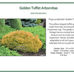 Cedar Golden Tuffet 3G