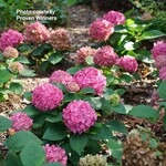 Proven Winners Big Leaf Hydrangea Let's Dance Arriba 2G