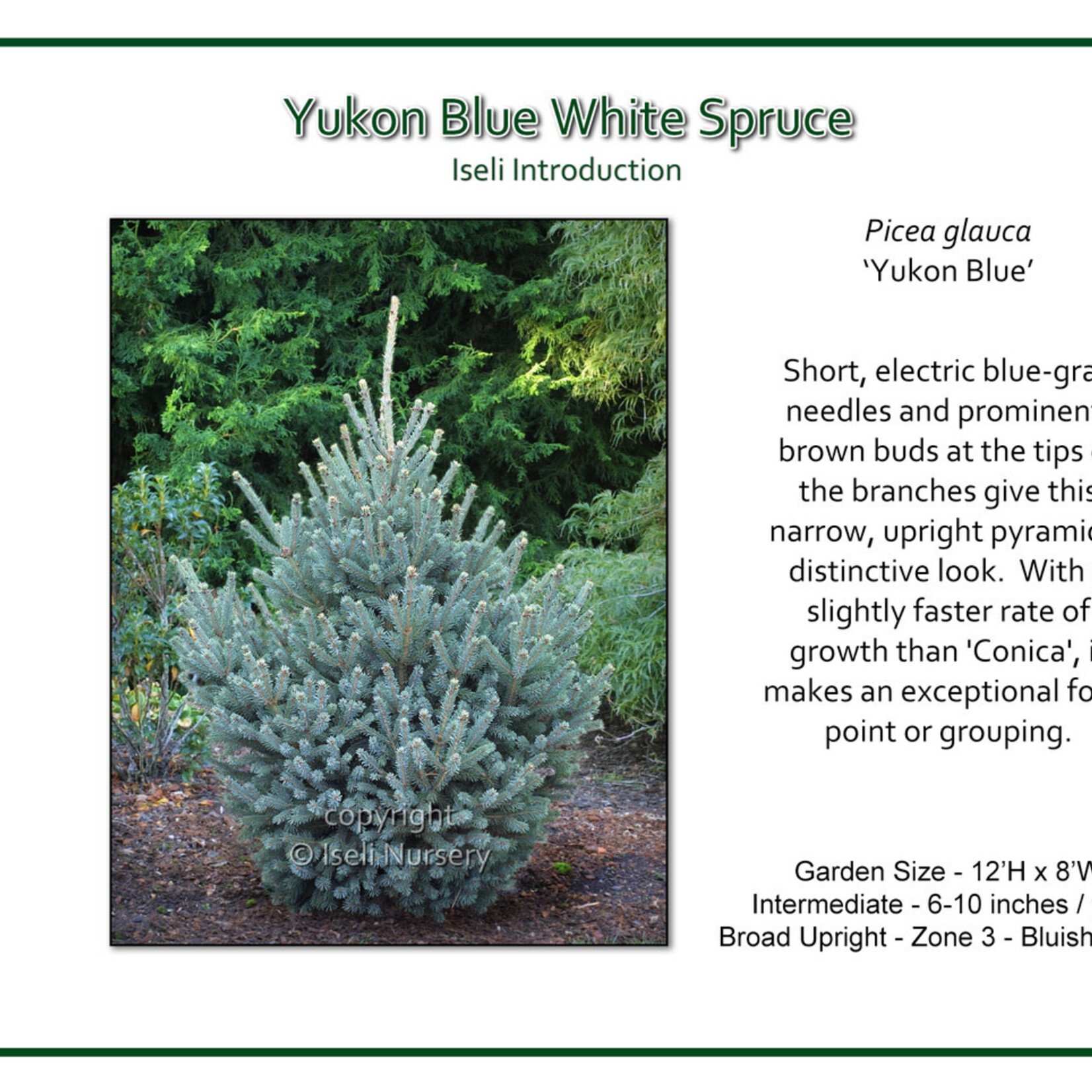 Spruce White Yukon Blue 125cm