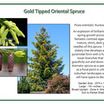 Spruce Oriental Gold Tip 6G