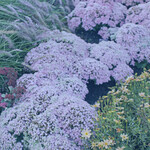 Sedum Pure Joy 1G