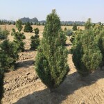 Pine Austrian Frank 6G