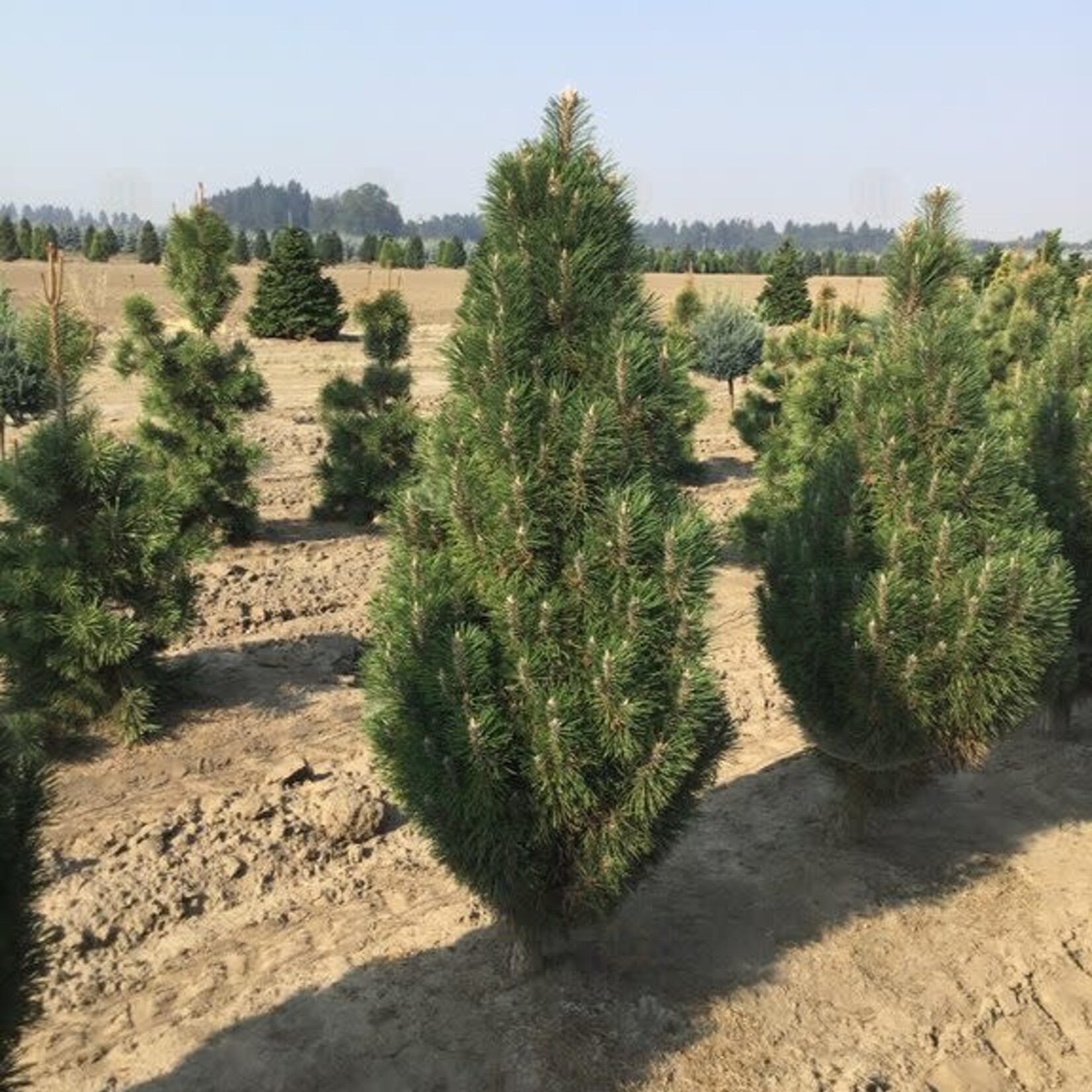 Pine Austrian Frank 6G